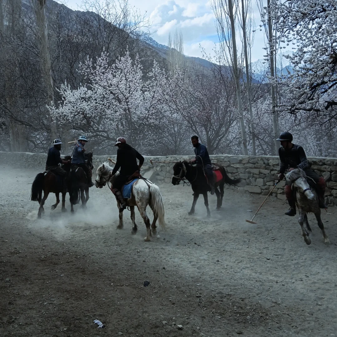 Spring polo on the historic ground, apricot blossom in flower